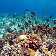 Swimming or Snorkeling Among the Coral Reefs and Colorful Fish