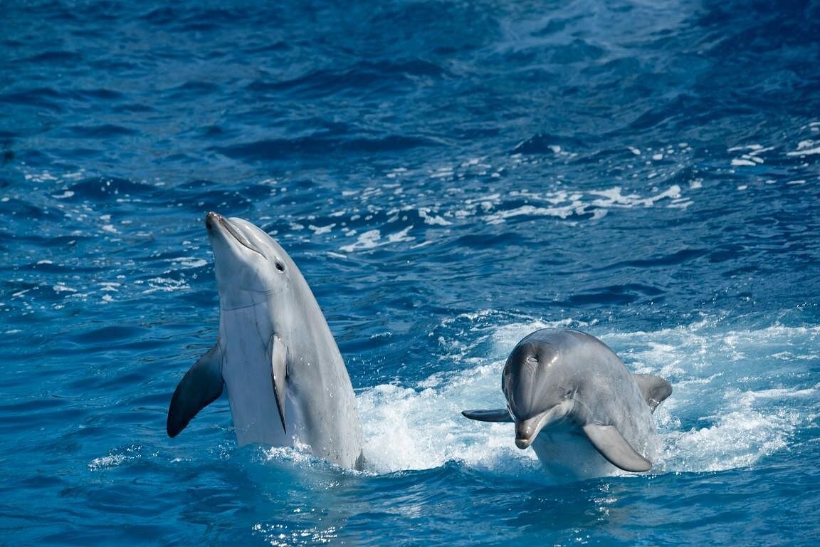 Dolphin Watching & Snorkeling